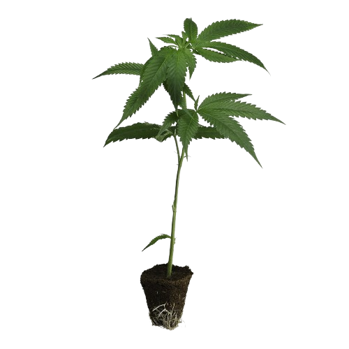 Dutch-Steckling-Critical-kaufen-removebg-preview