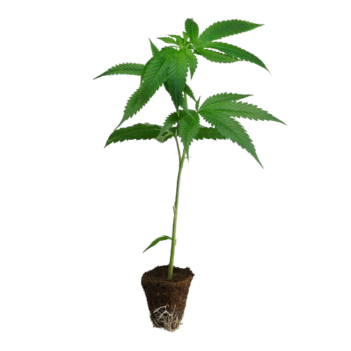 Haze-Steckling-Cannalope_Haze-kaufen-removebg-preview