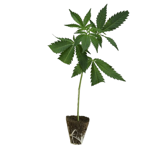 Legends-Steckling-Cheese-kaufen-removebg-preview