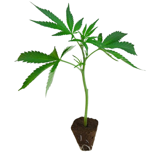 US_Cali-Steckling-Apple_Blossom-kaufen-removebg-preview