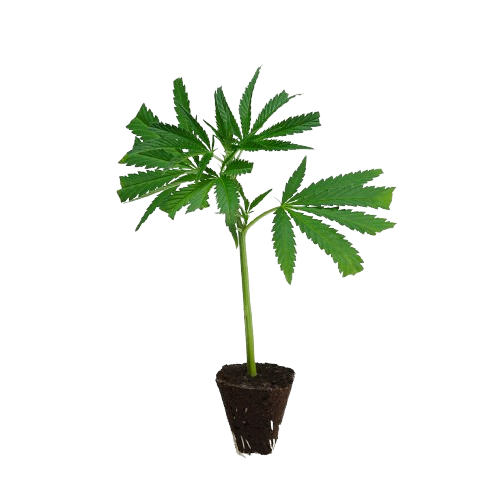 US_Cali-Steckling-Black_Cherry_Punch-kaufen-removebg-preview