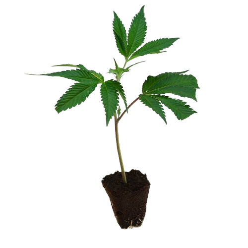 US_Cali-Steckling-Rainbow_Sherbert_11-RS11-kaufen-removebg-preview