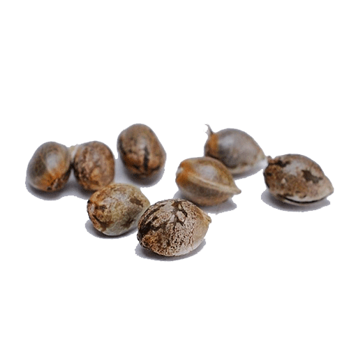 photo_2025-12-11_13-42-06