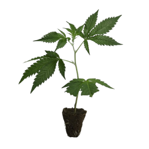 Dutch-Steckling-Blue_Zushi-kaufen-removebg-preview