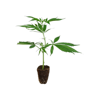 Haze-Steckling-Amnesia_Core_Cut-kaufen-removebg-preview