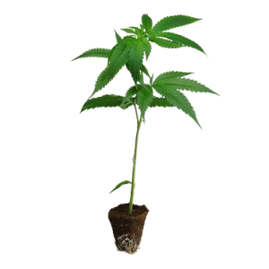 Haze-Steckling-Cannalope_Haze-kaufen-removebg-preview