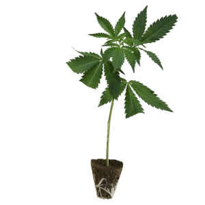 Legends-Steckling-Cheese-kaufen-removebg-preview