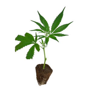 Rookies-Steckling-French_Macaron-kaufen-removebg-preview