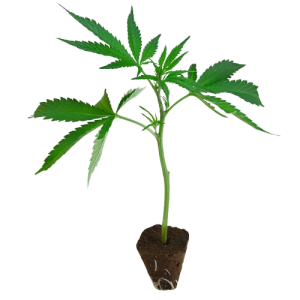 US_Cali-Steckling-Apple_Blossom-kaufen-removebg-preview