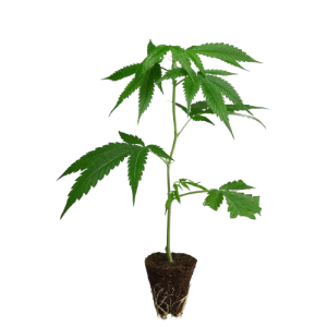 US_Cali-Steckling-Rollex_OG_Kush-kaufen-removebg-preview (1)