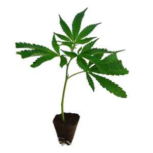 US_Cali-Steckling-Runtz-kaufen-removebg-preview