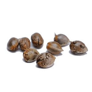 photo_2025-12-11_13-42-06